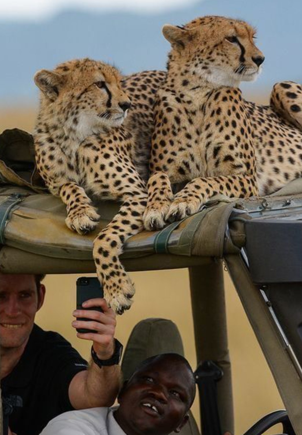 Wildlife & Safari